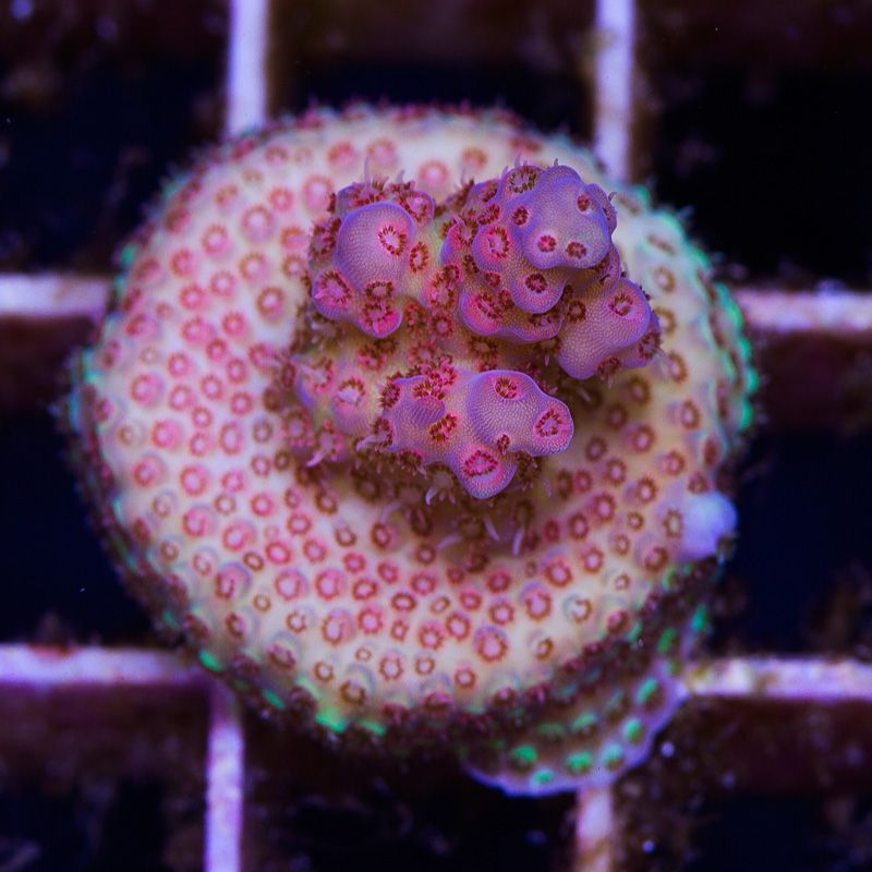 newcoral1563b - 100 New WYSIWYG Acros at Cherry Corals!